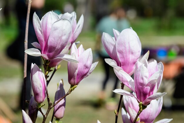 Foto un primer plano de las flores de crocus rosas