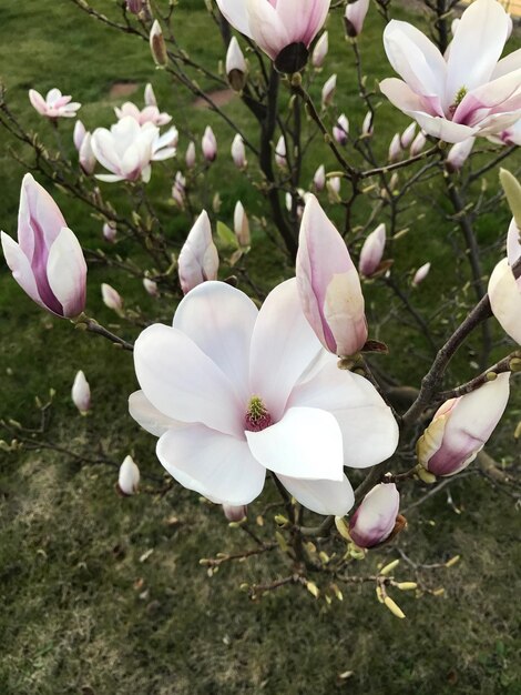 Un primer plano de las flores de crocus rosas