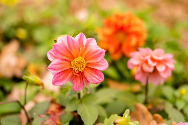 Primer plano de flores de dalia rosa hermosa