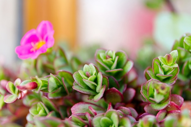 Primer plano de flores Dandouri