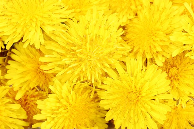 Foto primer plano de flores de diente de león