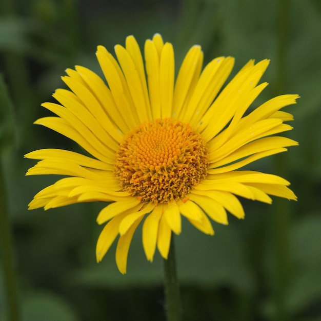 Primer plano de flores de Doronicum orientalis. Región de Leningrado, Rusia.