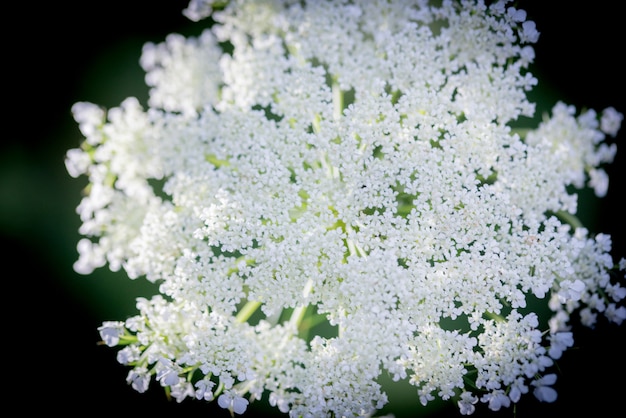 Primer plano de flores de eneldo umbels en otoño