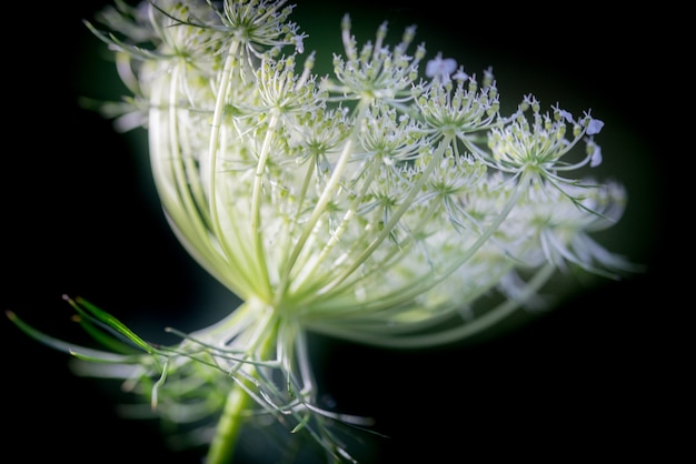 Primer plano de flores de eneldo umbels en otoño