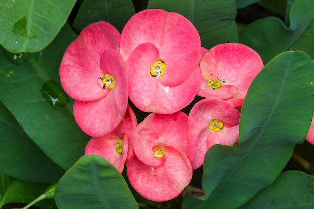 Primer plano de flores de espinas (Euphorbia milli Desmou)