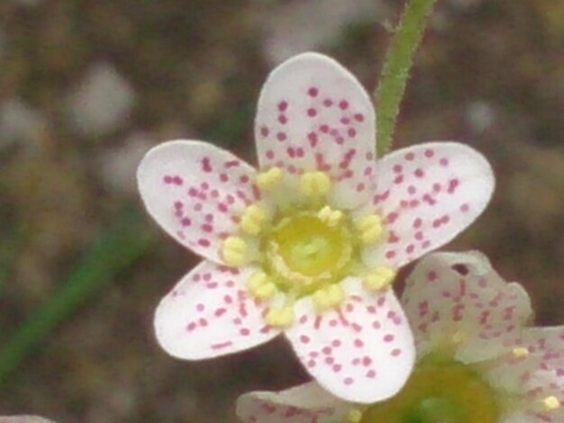 Foto primer plano de las flores en flor