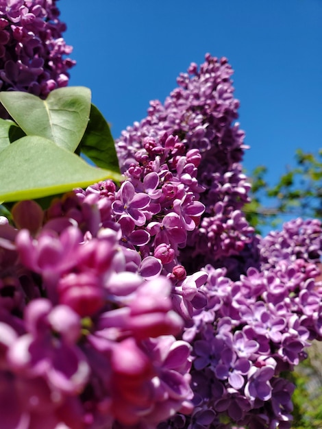 Primer plano de flores florecientes en una rama de lilas moradas