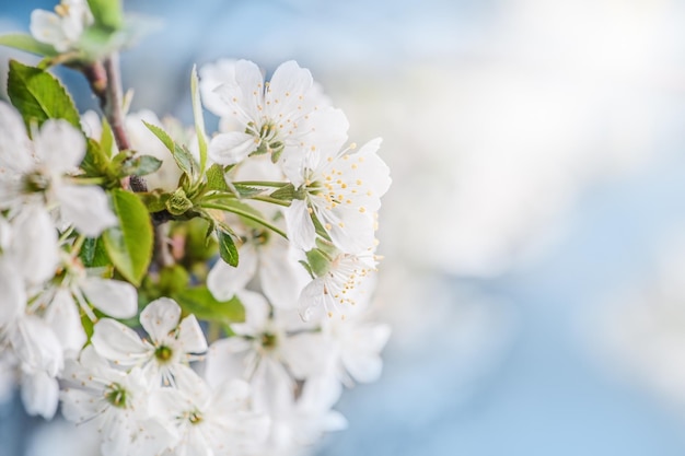 Primer plano de flores de flores blancas de Apple en el fondo del cielo azul