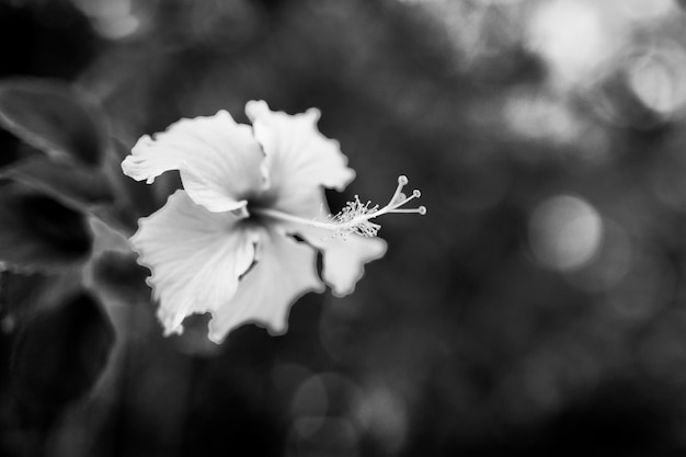 Primer plano de flores frangipani con fondo oscuro patrón de naturaleza floral monocromo dramático