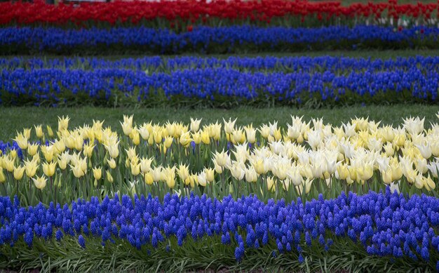 Foto primer plano de las flores frescas en el campo