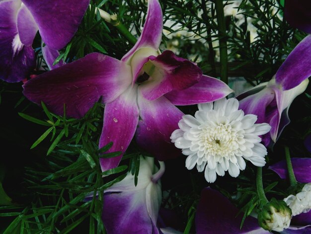 Primer plano de flores frescas púrpuras y blancas que florecen en el jardín
