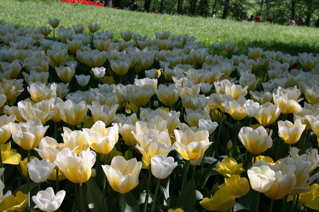 Foto primer plano de las flores frescas