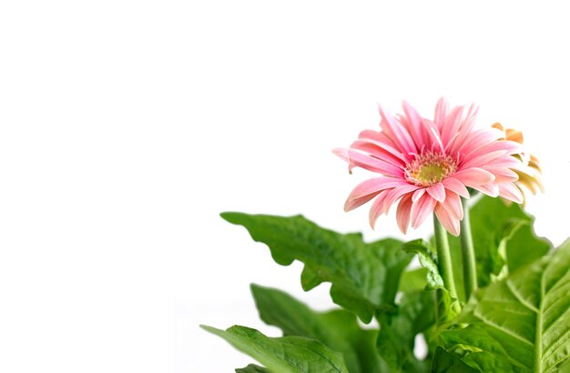 Primer plano de flores de gerbera rosa