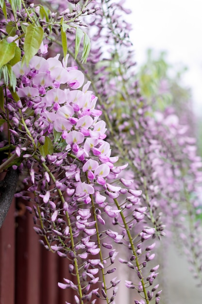 Primer plano de flores de glicina colgando de una valla en la calle