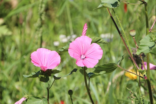 Un primer plano de las flores de hibisco rosadas que florecen al aire libre