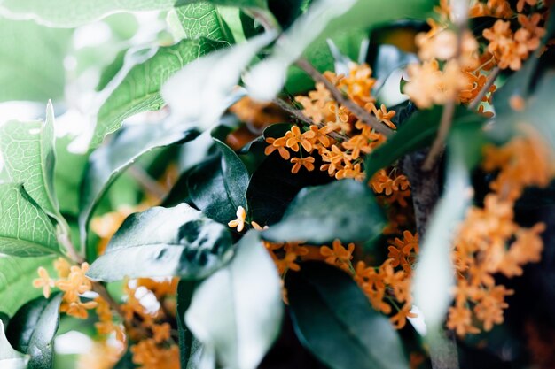 Foto primer plano de las flores y las hojas