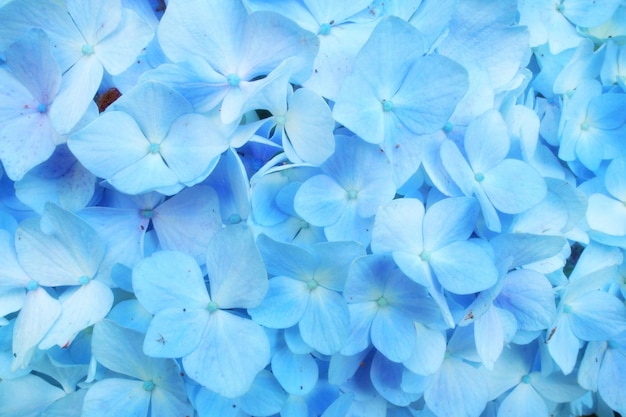 Primer plano de las flores de la hortensia azul