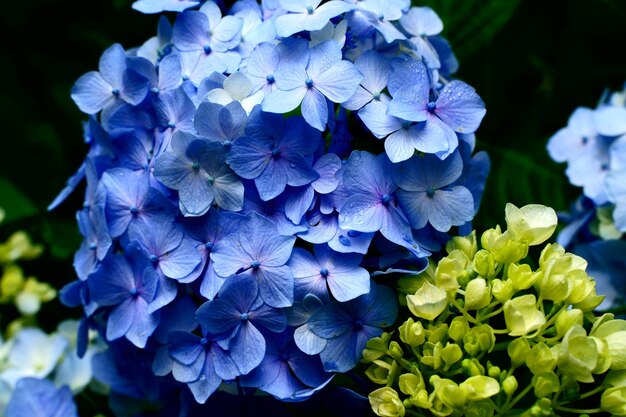 Primer plano de las flores de la hortensia azul