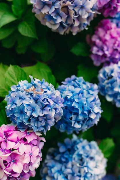 Foto primer plano de las flores de la hortensia azul