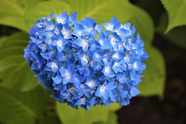 Foto primer plano de las flores de la hortensia azul