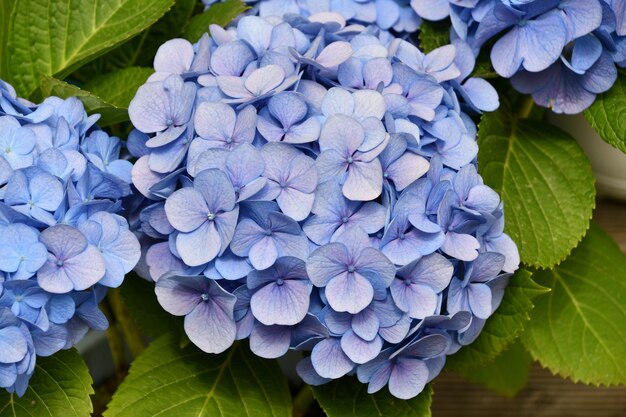 Foto primer plano de las flores de la hortensia azul