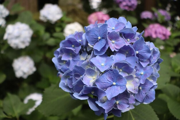 Foto primer plano de las flores de la hortensia púrpura