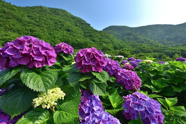 Foto primer plano de las flores de la hortensia púrpura