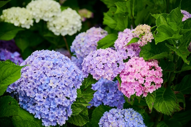 Primer plano de las flores de la hortensia púrpura