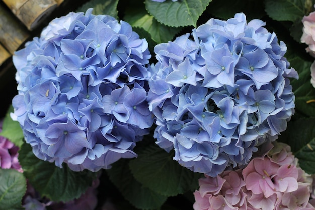 Foto primer plano de las flores de la hortensia púrpura