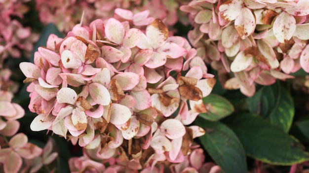 Primer plano de flores de Hortensia