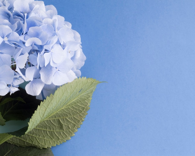 Primer plano de flores de hortensias sobre fondo azul en blanco