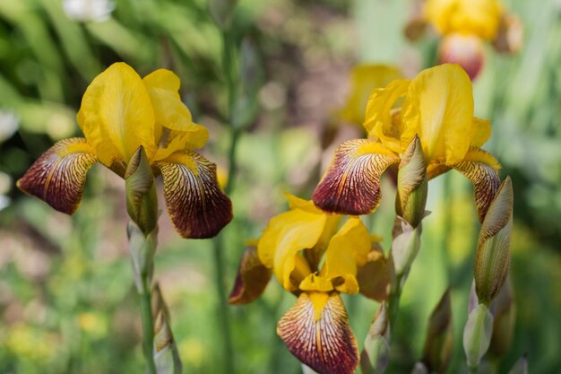 Primer plano de flores de iris amarillo floreciente