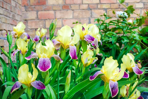 Primer plano de flores de iris de cultivar púrpura y amarillo