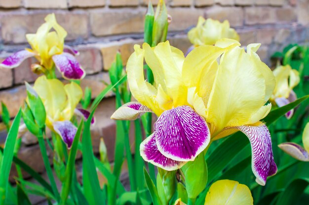 Primer plano de flores de iris de cultivar púrpura y amarillo