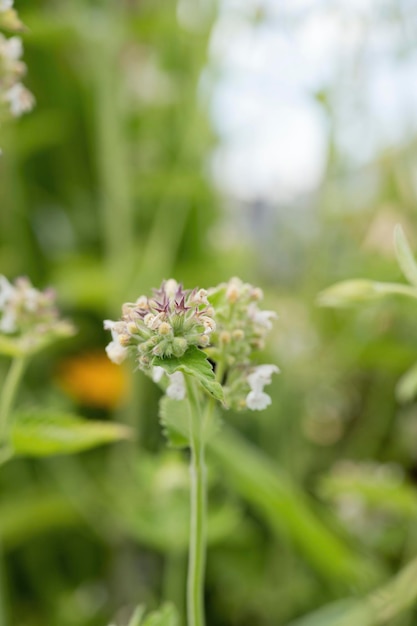 primer plano, de, flores, en el jardín