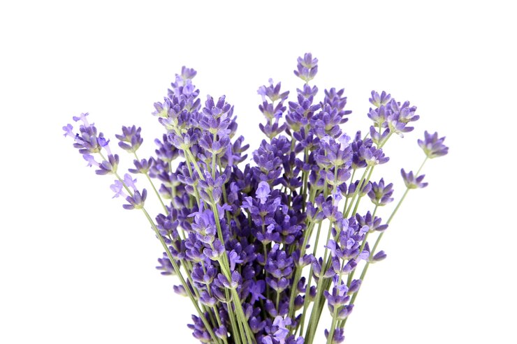 Primer plano de flores de lavanda aislado en blanco