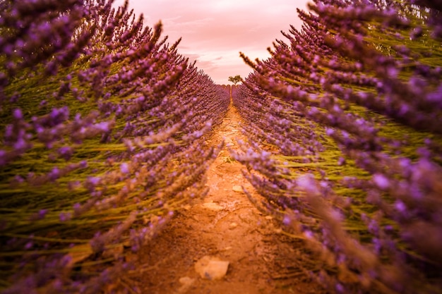 Primer plano de flores de lavanda, atardecer sueño púrpura violeta verano floral bacgkrround