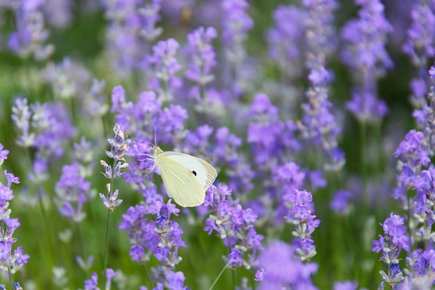 Primer plano de flores de lavanda con una pequeña mariposa blanca enfoque selectivo Foto de alta calidad