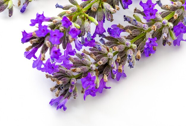 Primer plano de flores de lavanda sobre fondo blanco.