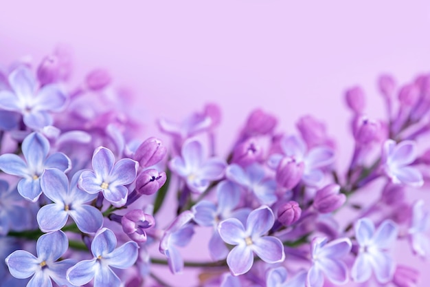 Primer plano de flores lilas azules de primavera sobre fondo borroso