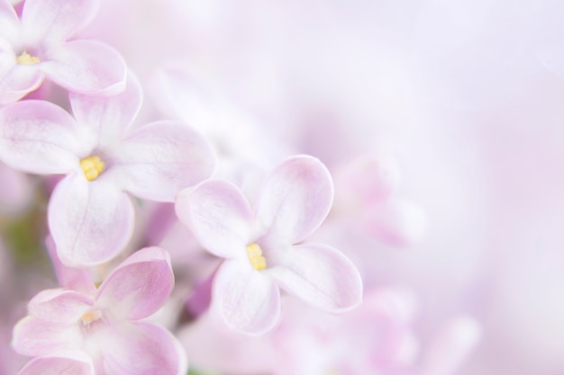 Primer plano de flores lilas, sobre un fondo borroso de un arbusto lila