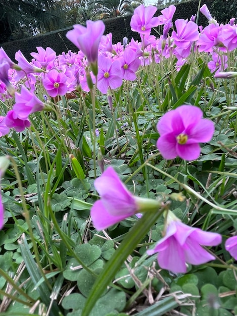 Primer plano de las flores lilas de los tréboles