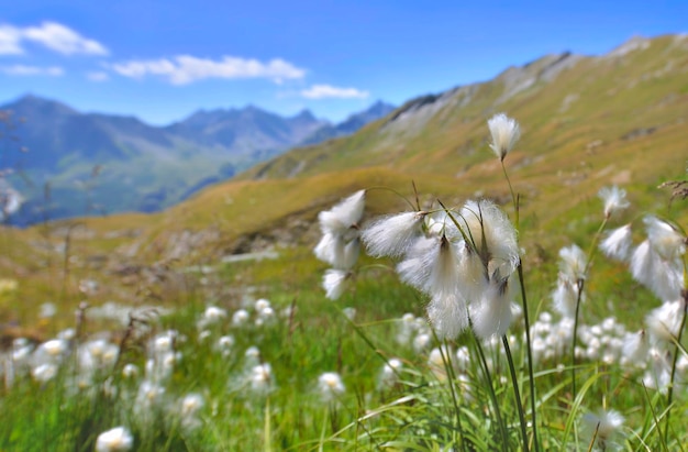 Primer plano de flores de linaigrette hierba de algodón en un prado bordeado y pico montañoso en los Alpes