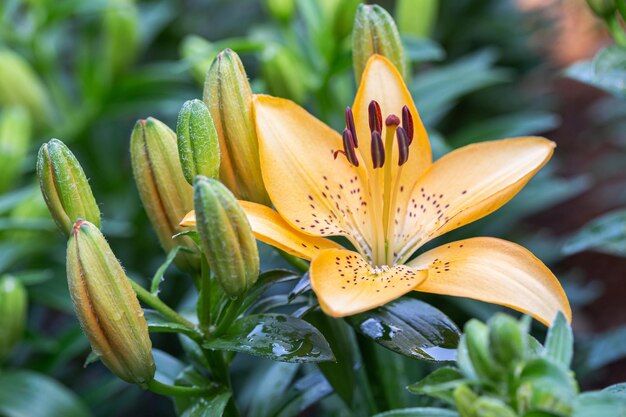 Foto primer plano de las flores de lirio amarillo