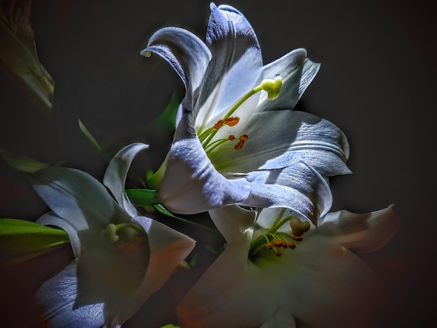 Primer plano de las flores de lirio blanco contra un fondo negro