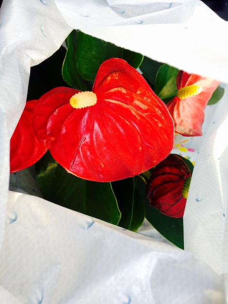 Foto primer plano de las flores del lirio flamenco rojo