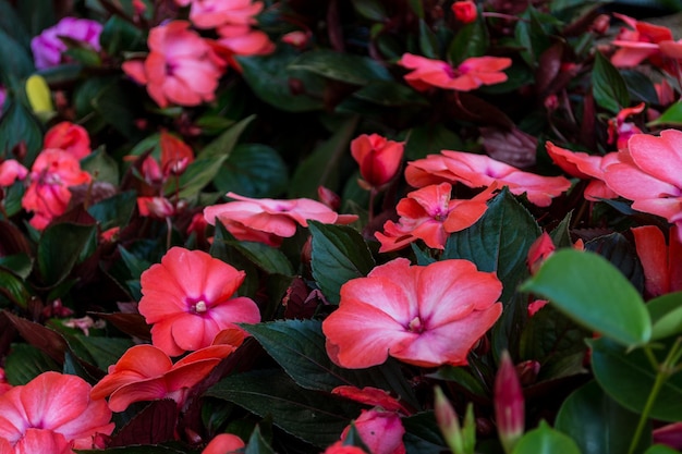 Primer plano de las flores de Lizzy ocupada