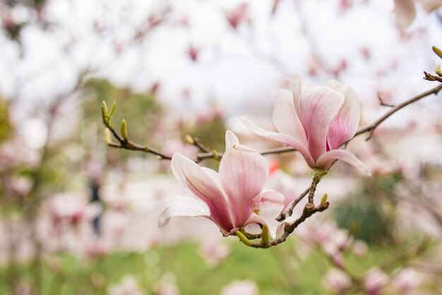 Primer plano de las flores de Magnolia Perfect Spring Concept Antecedentes