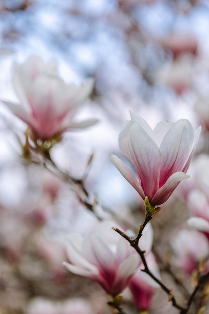 Primer plano de flores de magnolia rosa floreciente Fondo de primavera Foto de alta calidad