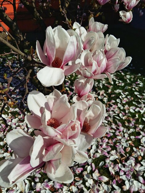 Foto primer plano de las flores de magnolia